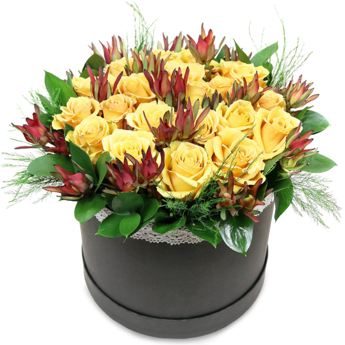 A stylish black round hatbox overflows with rich yellow roses and burgundy leucadendron, captured in sharp detail against a pure white backdrop, as if displayed in a modern Vauxhall loft flooded with daylight. The arrangement forms a generous, dome-shaped mound of blooms, so full that the flowers appear to gently spill over the rim. The roses are the star: around two dozen in varying stages of bloom, from tight swirls beginning to unfurl to fully open, cup-shaped blossoms. Their petals are thick and velvety, transitioning from deep golden centres to slightly lighter yellow edges, creating a sense of depth and tactile richness. Interwoven through this sea of yellow are architectural stems of Leucadendron 'Safari Sunset', their elongated, cone-like bracts rising like burgundy flames. Each bract is pointed and layered, with dark wine-red tips softening into reddish-brown, then easing into dusky green near the stem, delivering a striking, almost sculptural contrast to the soft curves of the roses. At the base, broad, glossy green leaves hug the container, catching light with a subtle shine, while finer, needle-like or ferny sprigs of bright green foliage weave through the design, adding airiness and movement. A narrow band of white lace traces the top edge of the hatbox, the pattern delicate yet clear, suggesting a hint of vintage charm set against the bold matte black box. The bouquet feels both luxurious and welcoming-an arrangement that could grace a dining table in an apartment near Vauxhall station, a reception desk in a local studio, or arrive as a memorable birthday or congratulations gift. Its combination of classic roses, textural greenery, and contemporary hatbox styling reflects the modern, creative character of the Vauxhall community.