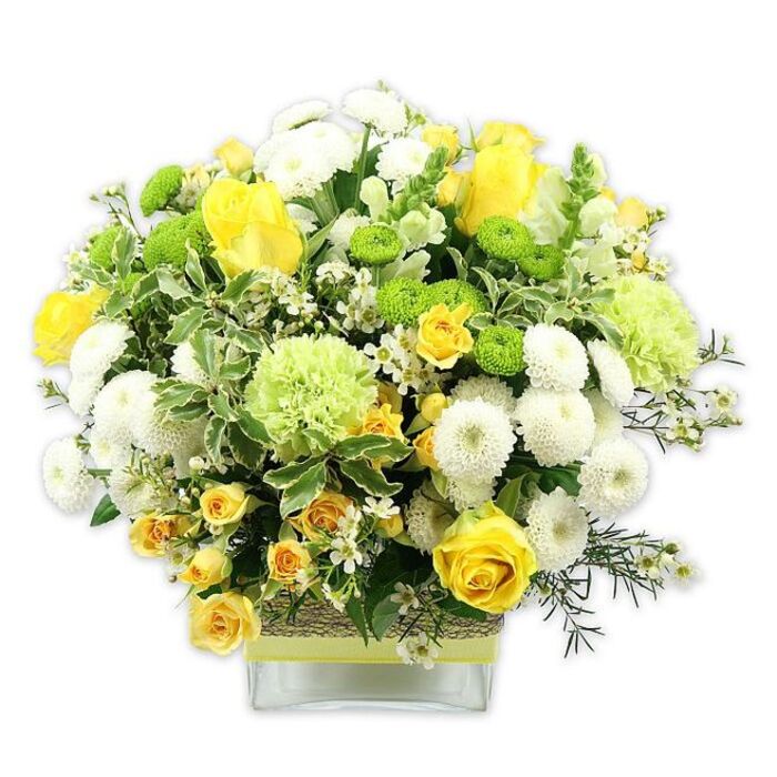 A generously filled floral display sits in a low, square glass vase, photographed against a pristine white background that allows every yellow, green, and white bloom to shine with clarity, much like a bright morning over Vauxhall. The arrangement is crafted into a rounded, almost cushion-like profile, its surface richly layered with textures and tones. Dominant among the flowers are sunny yellow roses, with some blossoms fully open to show their velvety, spiralling petals, and others still partly closed, giving a sense of unfolding happiness. Threaded between them are clusters of smaller yellow spray roses, their multiple petite heads adding density and a relaxed, abundant character that feels at home on a Vauxhall dining table or windowsill overlooking the station. White pompom chrysanthemums are scattered generously throughout, each one a compact, spherical burst of petals that lends a soft, cloud-like structure. Bright lime green button chrysanthemums pop like tiny orbs of colour, while larger, ruffled pale green blooms-resembling green carnations or decorative chrysanthemum varieties-introduce a gentle, textured fullness and a cool, leafy tone. Surrounding and supporting the flowers is a tapestry of foliage: broad, variegated leaves with creamy white edges, glossy deeper green leaves, and fine, feathery sprigs that fill out every gap without overwhelming the blooms. Delicate white filler flowers, possibly waxflower or small asters, peek through the foliage, giving the bouquet a light, airy intricacy. The clear glass vase grounds the arrangement, its stems visible through the water for a fresh, tidy finish. Around the vase's middle, a band of rustic, woven natural fibre or bark is wrapped snugly, overlaid with a pale lime or yellow-green ribbon tied neatly around, echoing the bright internal colours. This sophisticated yet joyful bouquet would be perfectly suited for celebrations, thoughtful get-well wishes to a nearby riverside apartment, or as an elegant centrepiece for a small gathering in one of Vauxhall's modern homes.