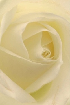 Nestled in a gentle pool of soft, natural light, an elegant rose reveals its innermost soul amidst the vibrant charm of Vauxhall. The petals curve inward in perfect unison, each layer velvety and subtly translucent, inviting one's senses to imagine tracing their creamy, luminous surface. Pale lemon and ivory hues mingle seamlessly, and the lighting wraps each fold in a caress that evokes a treasured memory or the calm before an intimate celebration. There is an atmosphere of understated luxury-a quiet tribute to love, sympathy, or a milestone marked in a cherished flat overlooking the Thames. The craftsmanship evident in every swirl and perfectly rendered petal reflects years of experience at Flowers Vauxhall, ensuring every arrangement becomes a personal gesture. This rose's scent, gentle yet unmistakable, seems to linger in the air, imparting a sense of grace and comfort-a floral artistry as meaningful as the moments it helps express, all lovingly delivered across Vauxhall's vibrant neighbourhoods.